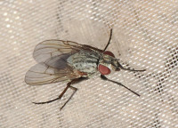 Anthomyiidae